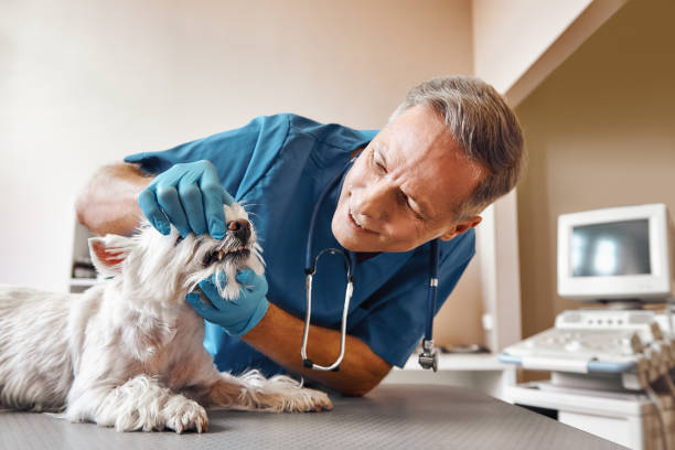 Best Emergency Tooth Extraction in Williston, FL